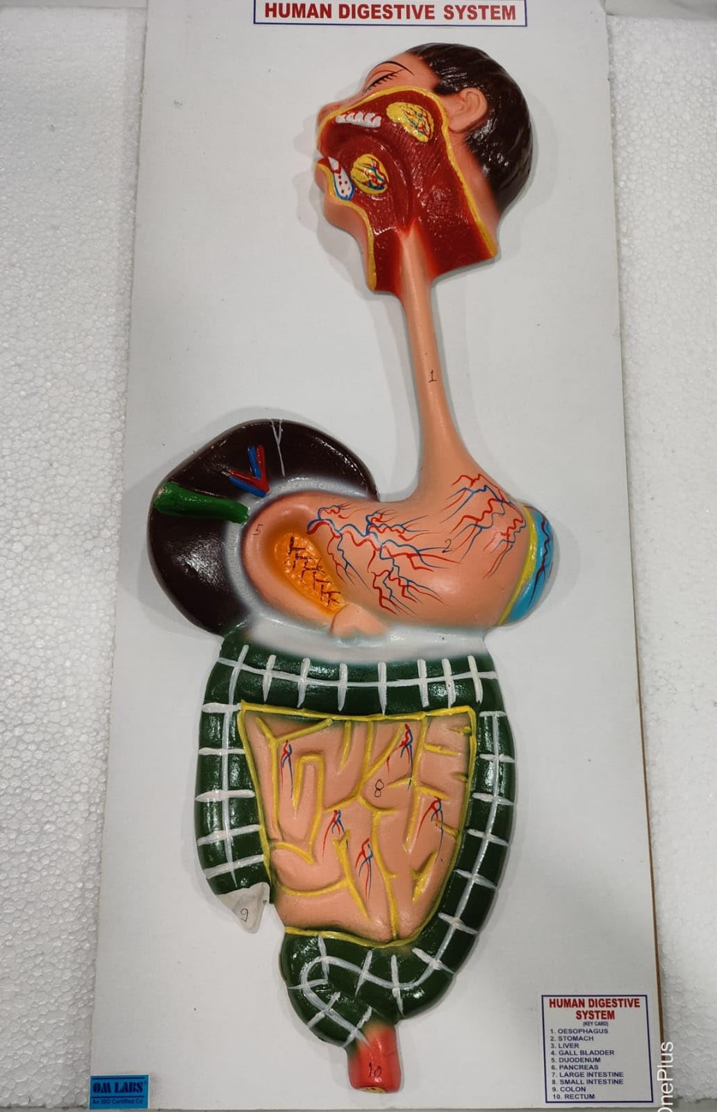 Human Digestive System Brand OM Labs-image-41