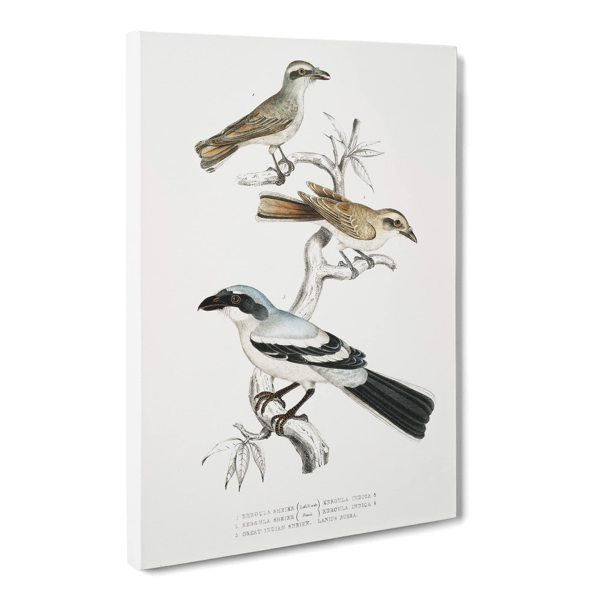 Shrike Bird Illustrations By John Edward Gray Canvas Print, Mixed, 25L x 50W cm