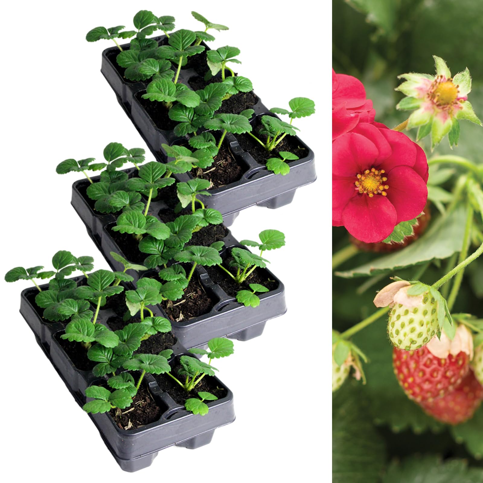 Carbeth Plants Strawberry Ruby Ann Fruit Plant 3 x 6 Pack