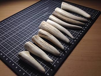 蝦夷鹿の角　10本セット 鹿の角 10本セット 蝦夷鹿 北海道産 ツノ - メルカリ