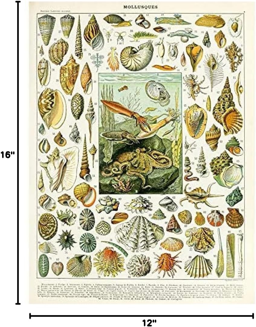 Artery8 Millot Encyclopedia Page Molluscs Shells Unframed Wall Art Print Poster Home Decor Premium