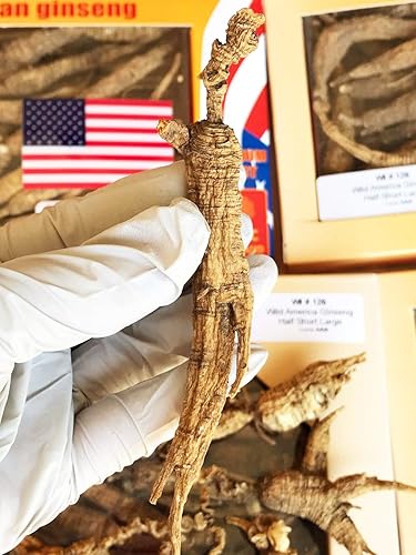 Miniatura 2 de DABC OAK LAND 8OZ8.01ozBox American Wild Ginseng 1520 Years, Wisconsin Whole Ginseng Root Hand-Selected       Cultivated American Wisconsin Ginseng