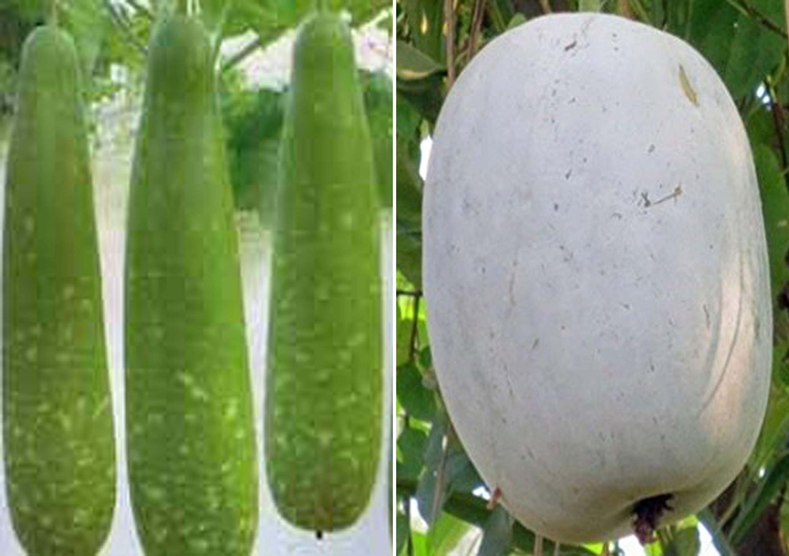 Bottle Gourd (Dhari Loki) and Ash Gourd (Mithai Petha) Seeds (Pack of 30 Seeds Bottle Gourd (Dhari Loki) + 10 Ash Gourd (Mithai Petha) 40++ Seeds-image-17