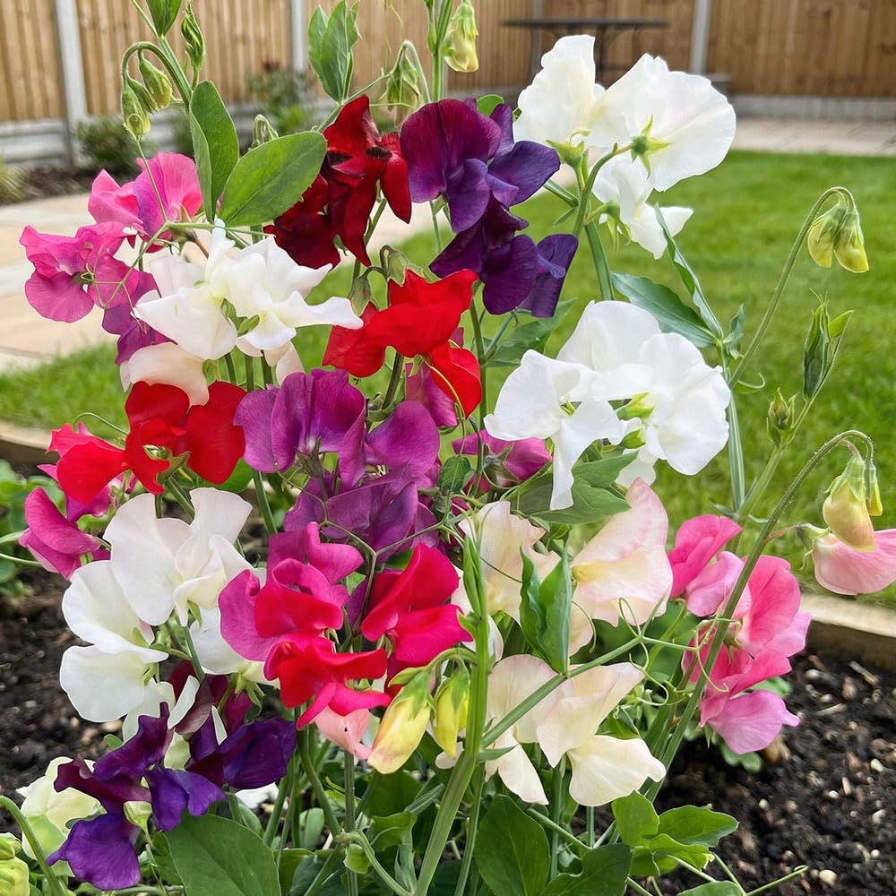 Sweet Pea Pisello Odoroso A Grandi Fiori Multicolour Seeds – Large Fragrant Climbing Flowers – Annual Garden Plant – Ideal for Trellis, Fences & Cut Flowers