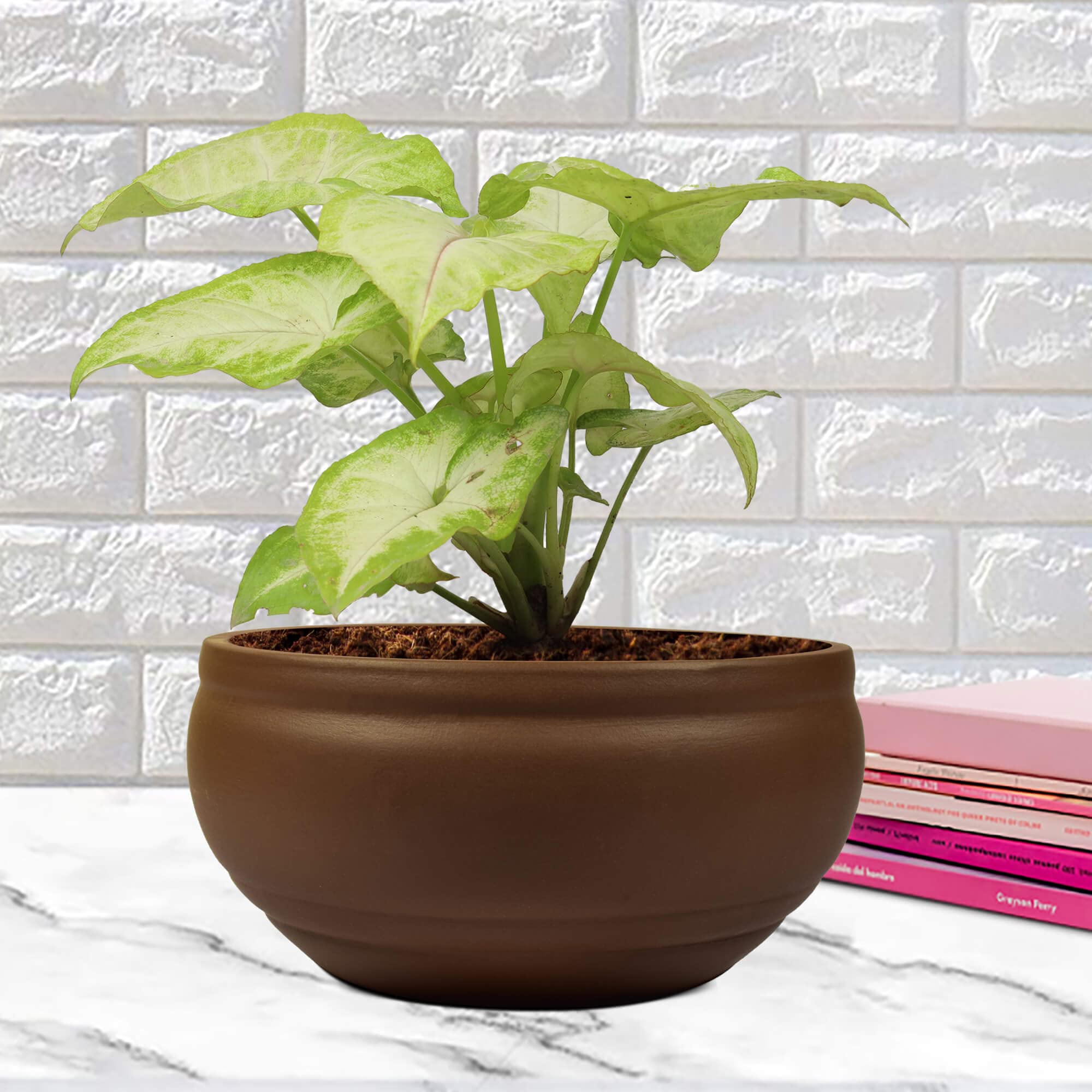 Lasaki Syngonium Plant Indoor Live Plant In Bowl Small Ceramic Pot (pot color: Truffle) (B09Z6T7L65) Amazon Price History, Amazon Price Tracker