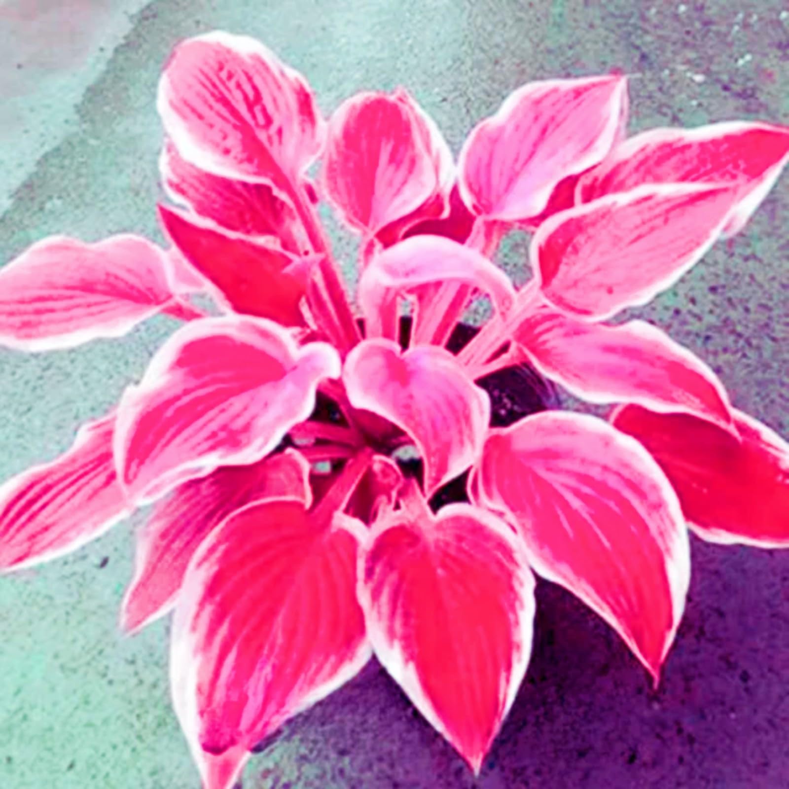 Hosta Plants for Sale, Hardy Perennial, Bulbs Mix, Ornamental Flowers, Hosta Bulbs Live, Easy Plant, Wedding Flowers, 10bulbs-i