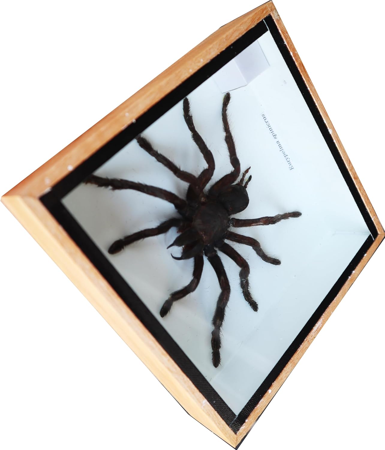 Real Giant Spider Tarantula Insects Taxidermy in Wood Box Display for Collectibles