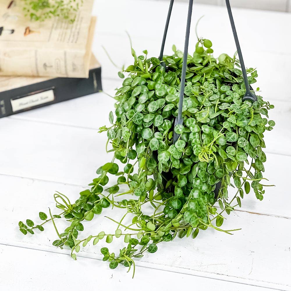 Amazon|PLANCHU 観葉植物 ペペロミア タートル 4号吊り鉢 育て方説明