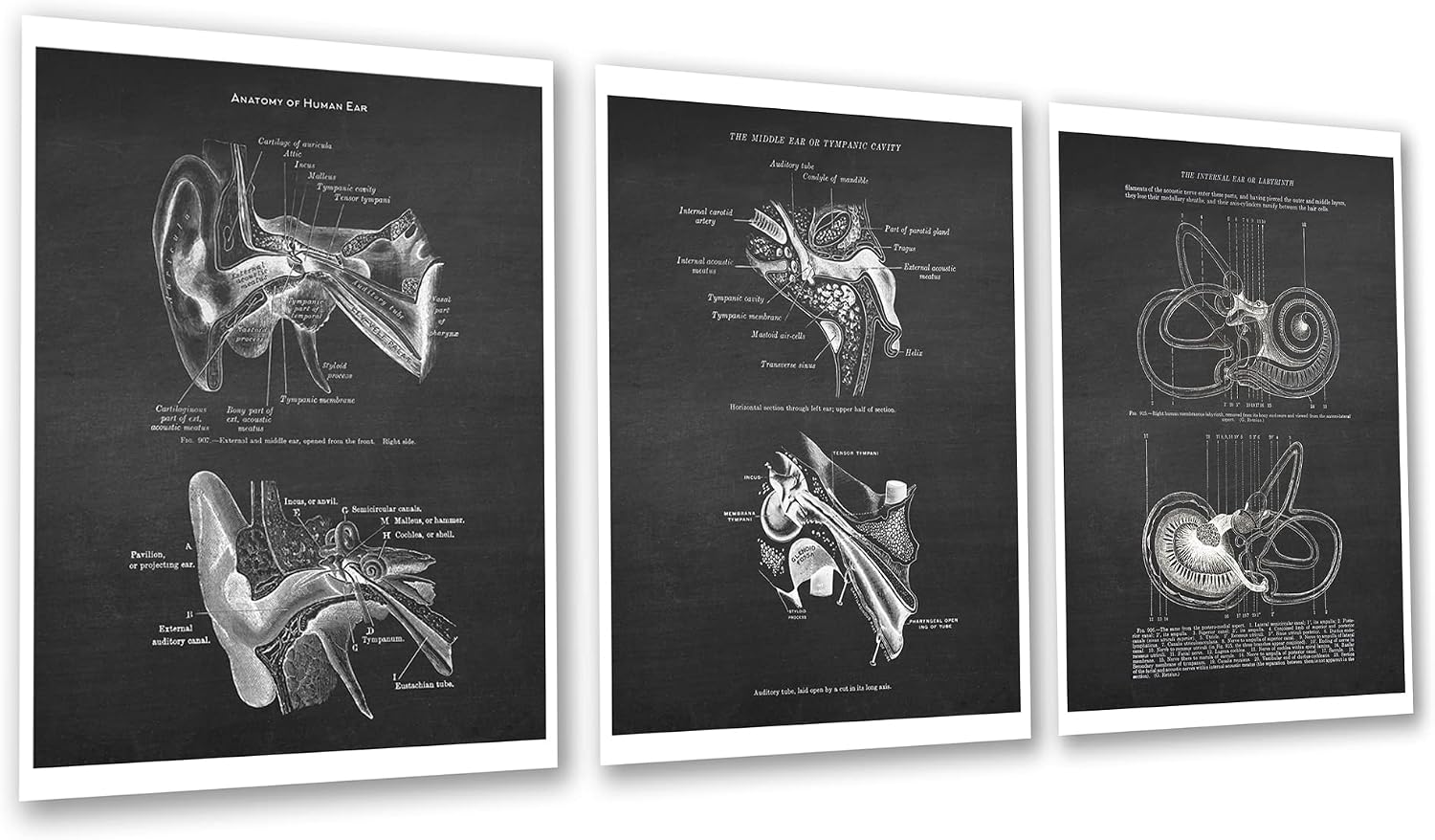 Gnosis Picture Archive Ear Anatomical Illustrations set of 3 Unframed Art Prints For Audiologist Doctor Office Wall Decor and AUD Graduation Gift