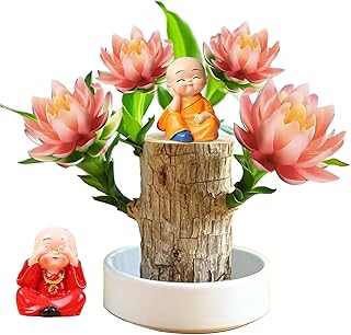Brazilian Wood Plant,Lucky Wood,Grow Your Own Luck, Increase Wealth,Good Luck Offices, Kitchens, Living Rooms, Home Decorations