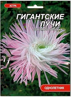 Aster Giant Rays Silvery Pink Annual Seeds Flowers from Ukraine 0.3 Gram