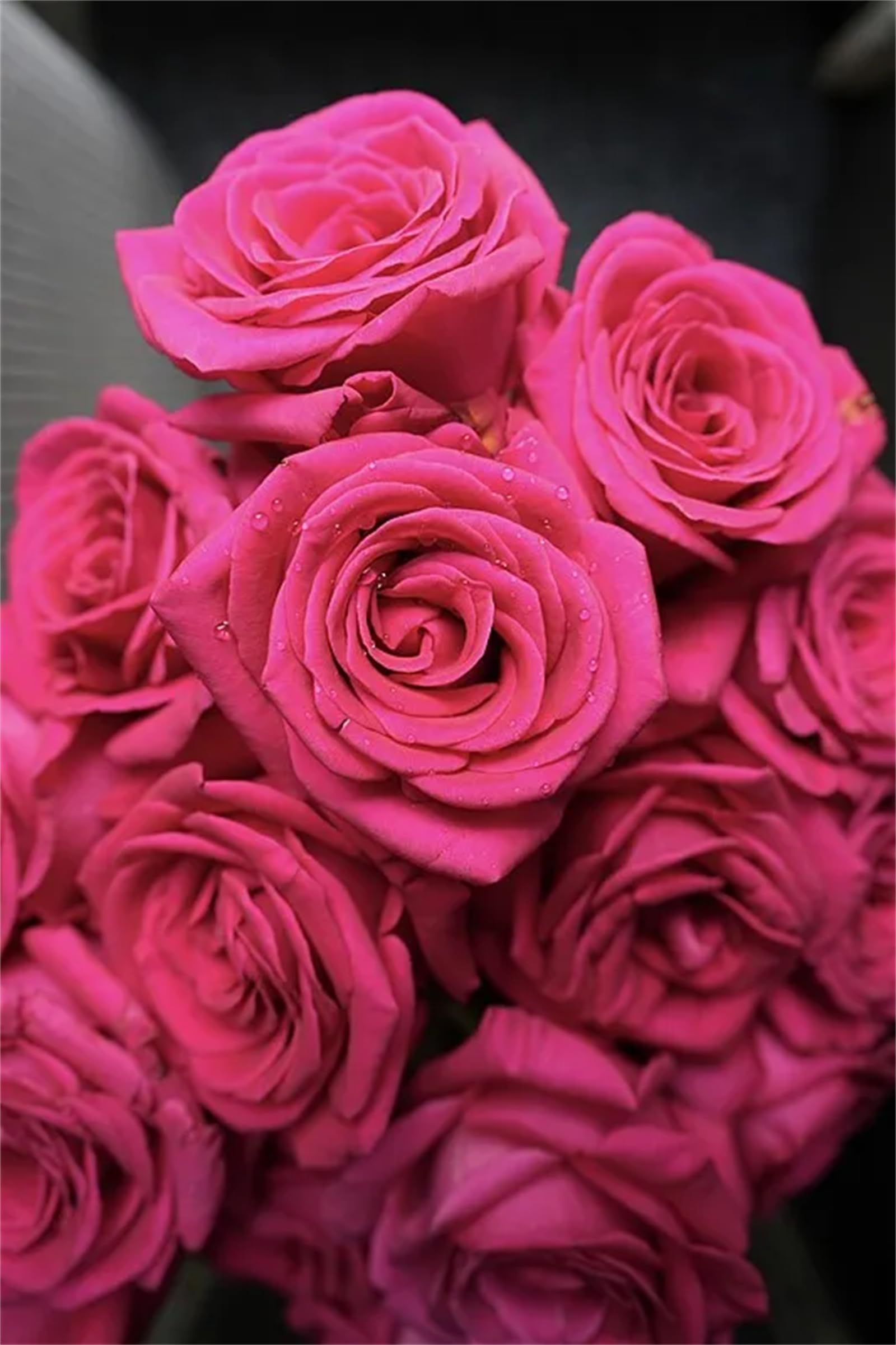 Rose Bulbs, Strong Plant, Easy Plant, Plant Bulbs,Hardy Perennial, Excellent Display, Rare Plants, Mix Greening Flower, Now UK-3bulbs-C