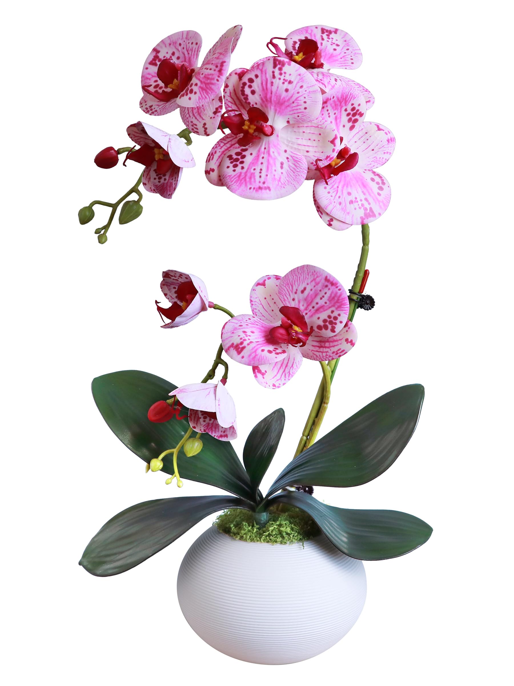 Forlaoers Purple Orchid in Vase
