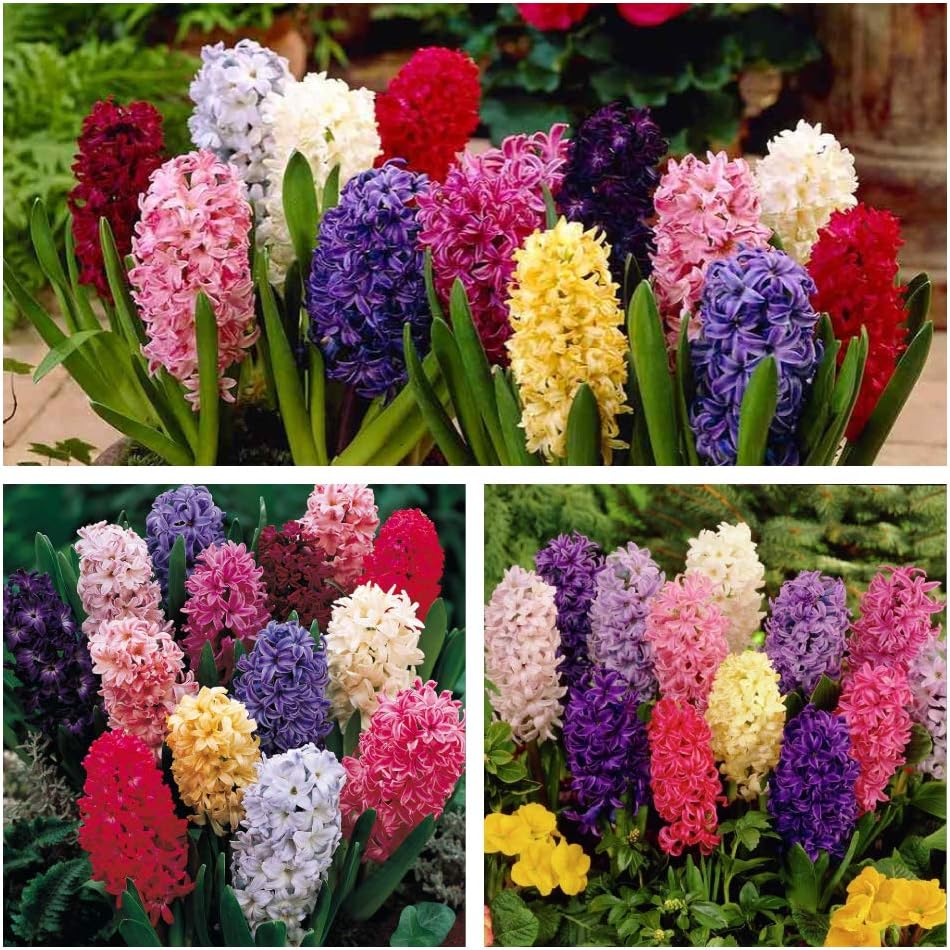 Hyacinth Mixed Flower Bulbs Size 15/16 (24) Stunning Spring Flowers