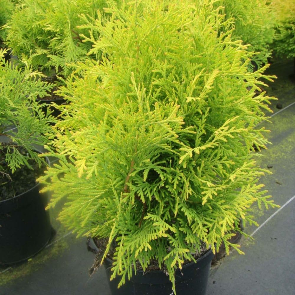 Thuja occidentalis 'Golden Globe' – Evergreen Conifer, Year-Round Bright Golden Foliage, Low-Maintenance Shrub for Borders & Rockeries - 2X 7.5 Litre Potted Plants by Thompson & Morgan