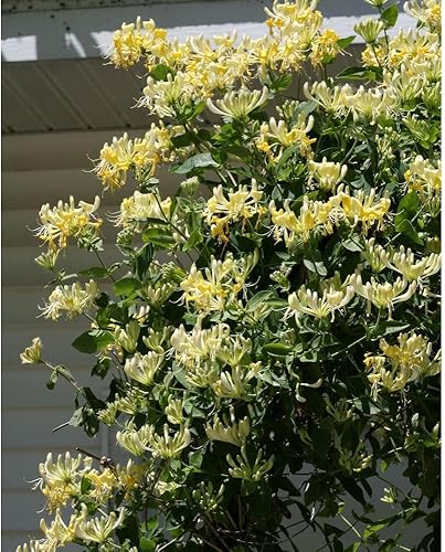 Miniatura 2 de Scentsation Madreselva - Ganador comprobado - Lonicera - Muy fragante - Maceta de 4 pulgadas