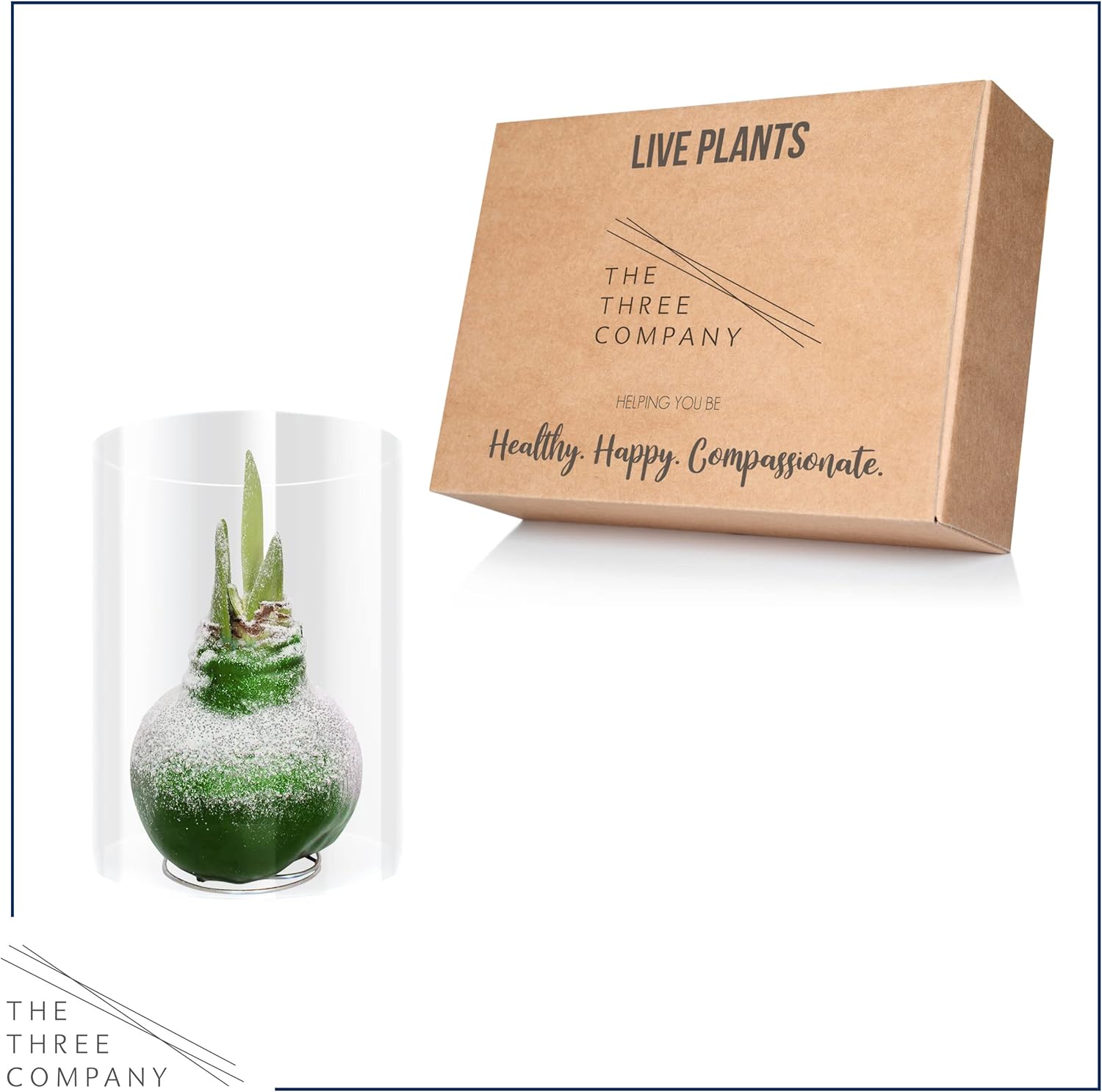 Snow Flecked Waxed Amaryllis Bulb – Green Wax with Red Blooms – Live Holiday Gift Plant, Easy Care, No Watering Needed