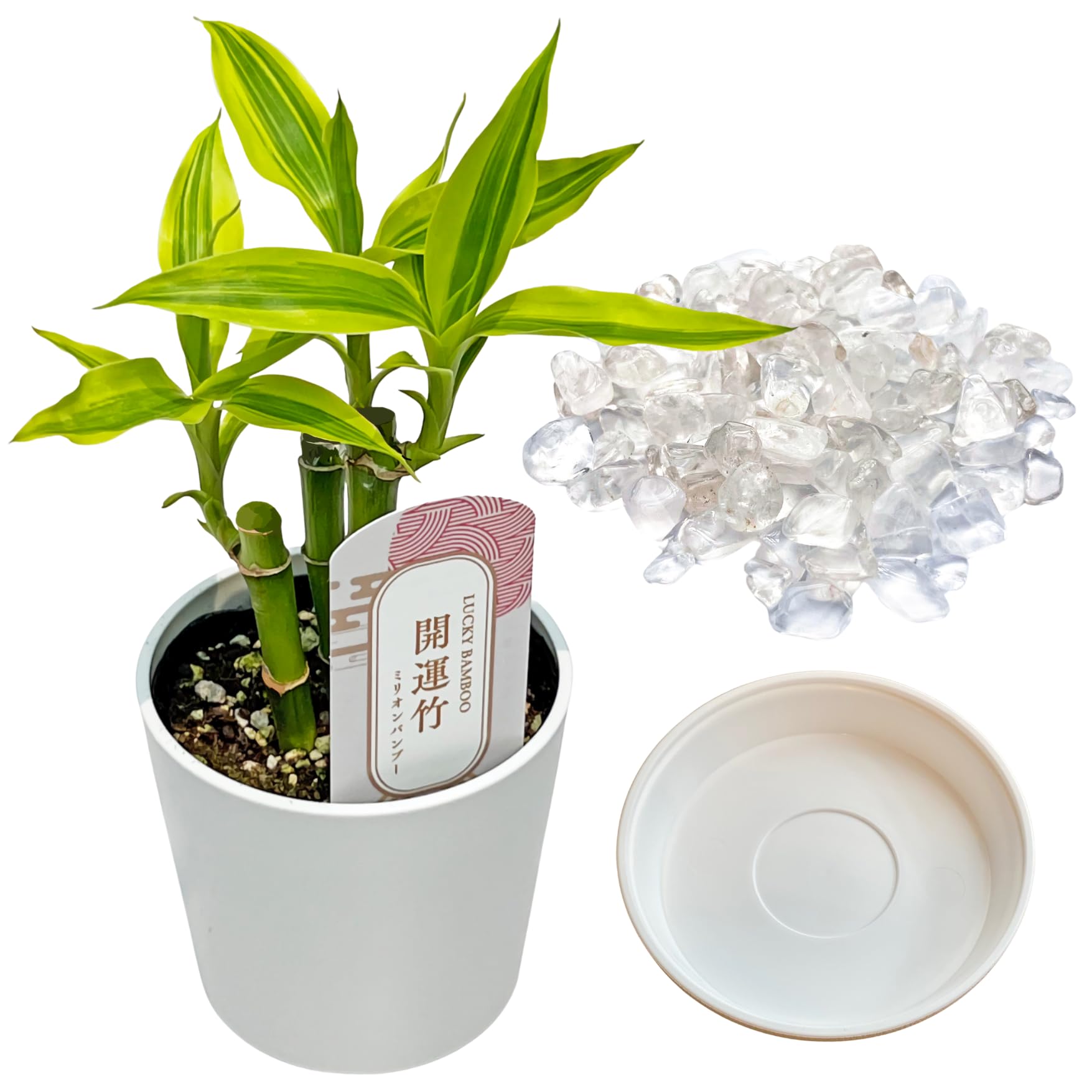 Amazon｜inakougei（イナコウゲイ） ミリオンバンブー 観葉植物