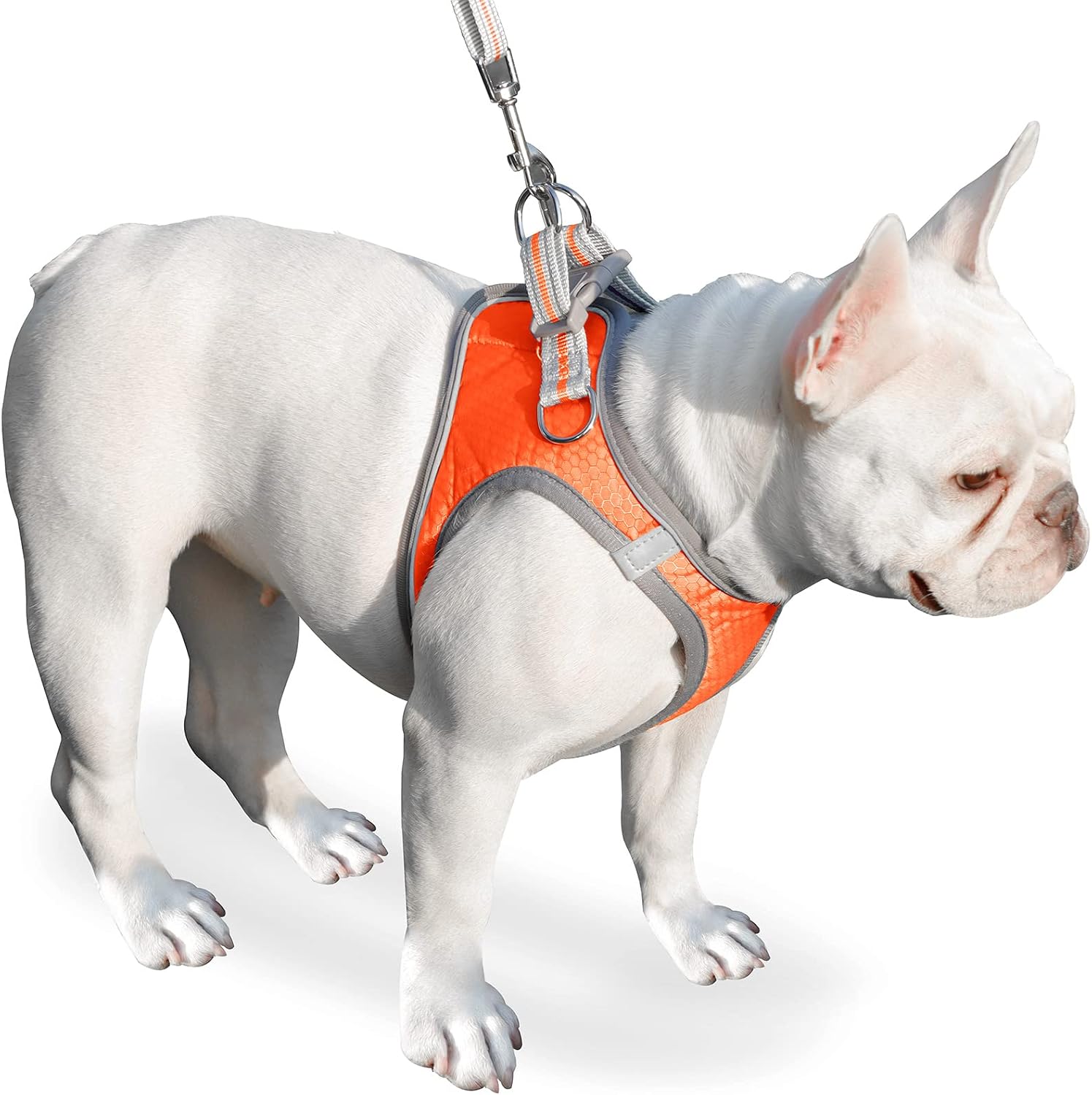 Dog Harness, Dog Harness and Leash Set, Pet Vest Harness, Puppy Cat Vest Harness Escape Proof, Chihuahua Harness, XXS Puppy Harness, Dog Vest Harnesses for Small Dogs Cats (A-1-Orange, M)