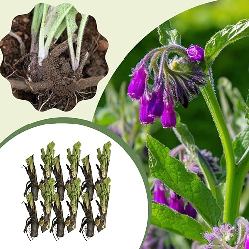 12 Live Comfrey Roots, Comfrey Rhizomes, 3-6 Inches Tall, Perennial Herb for Planting