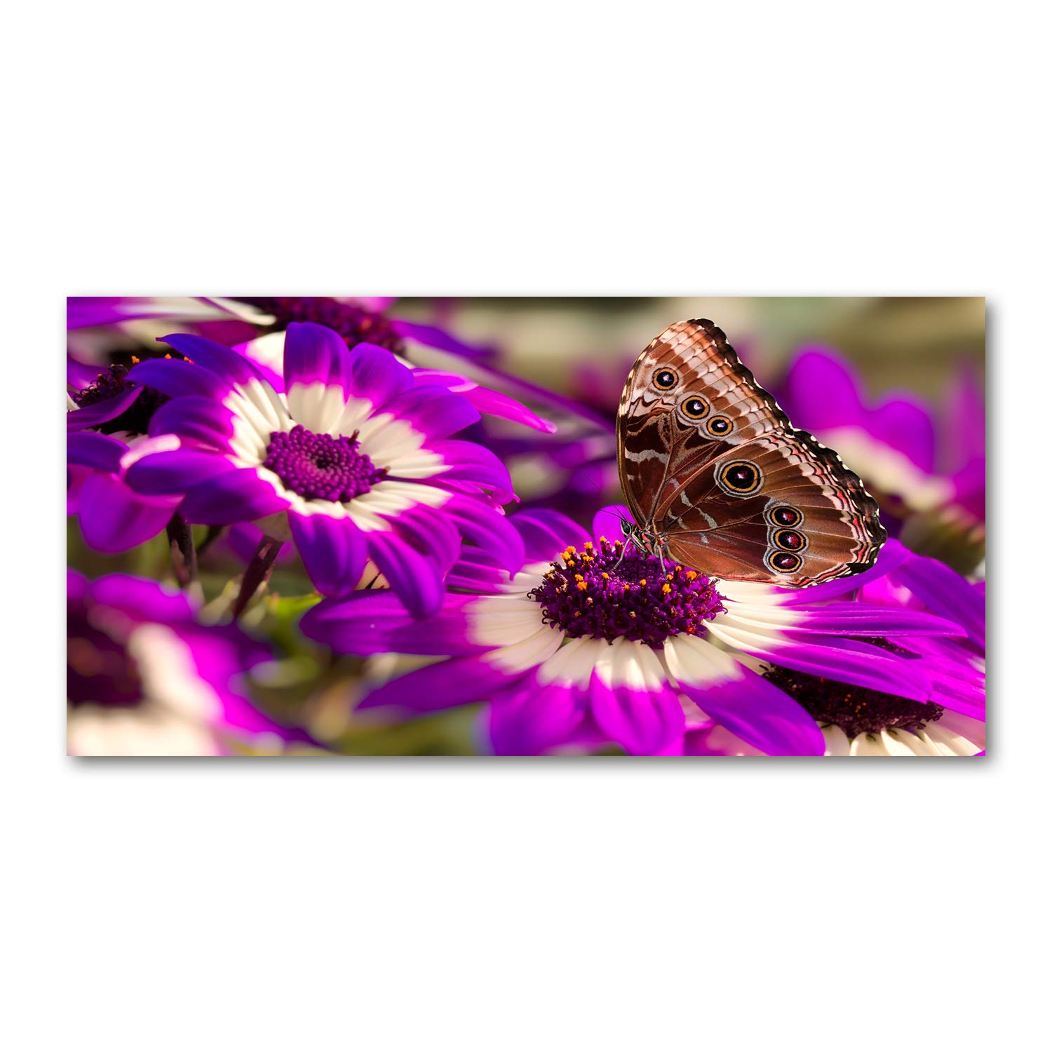 Tableau plexi Rosado Mariposa en una Flor Tulup pour illuminer un mur sombre