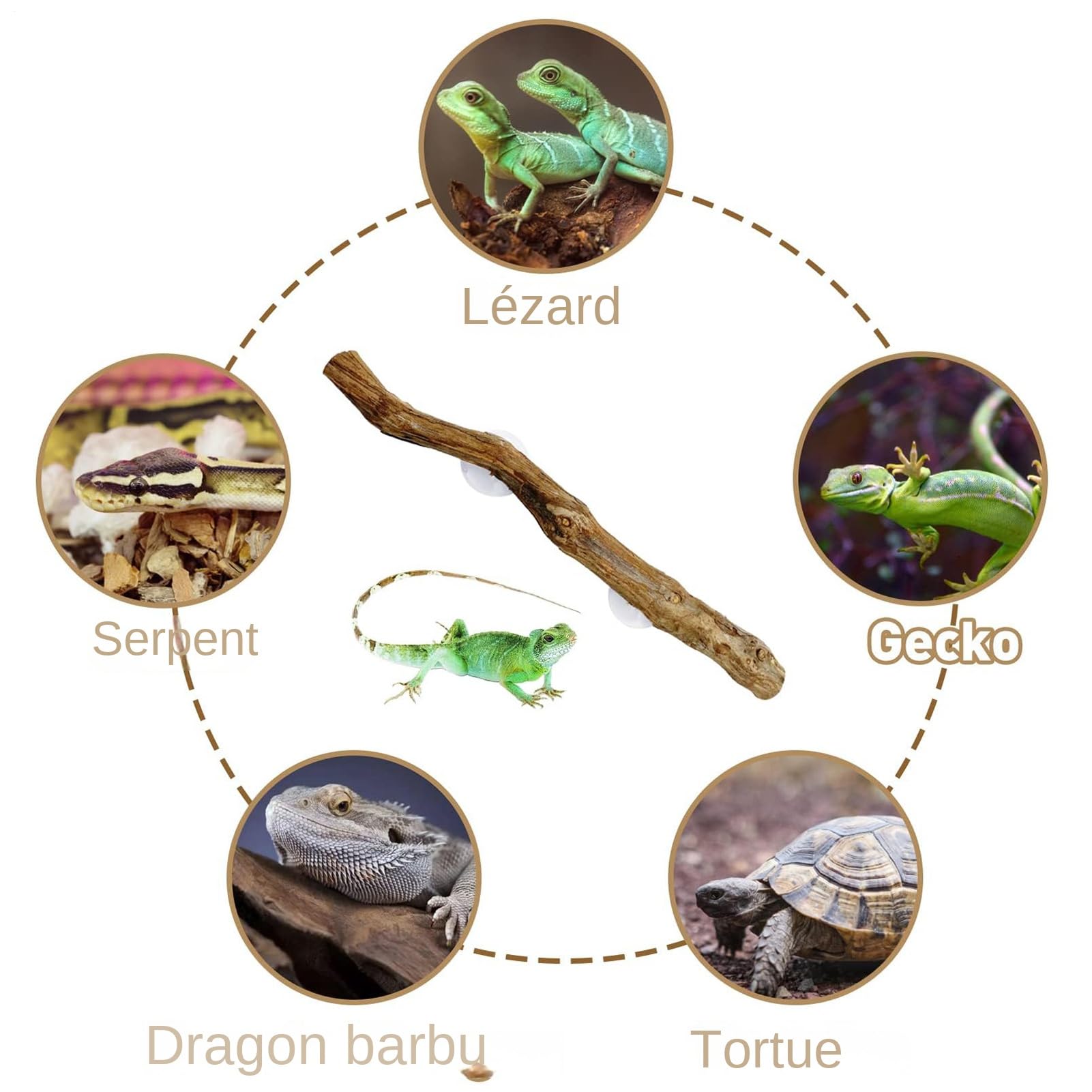 Branches Pour Reptiles - Bois De Vigne 30 cm | Branche Grimpante Pour Reptile avec Ventouse, Décoration Unique pour Terrarium, Accessoire Naturel pour Serpents, Lézards et Geckos | Branches de Terrari