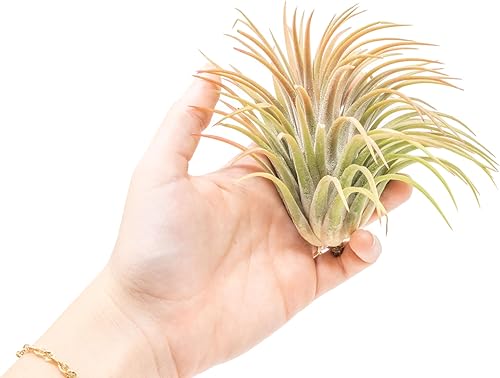 Miniatura 2 de Air Plant Shop XL Tillandsia Ionantha Rubra - Venta al por mayor y a granel - Suculentas - Tillandsia vivo - Plantas de interior y exterior de fácil