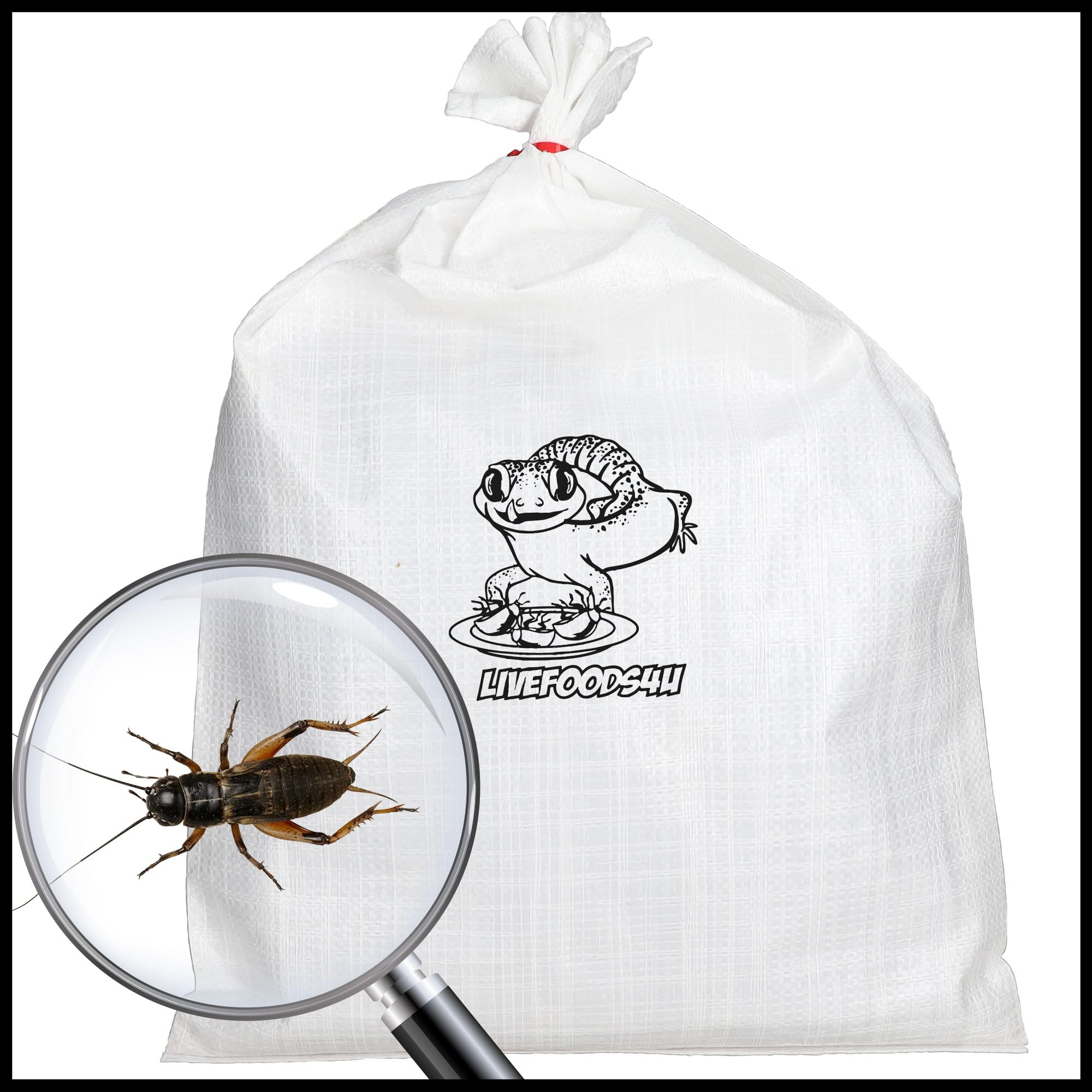 Livefoods4u Standard Large Black Crickets (12-20mm) - Live Food for Reptiles (Bulk Bag 500) — image 1