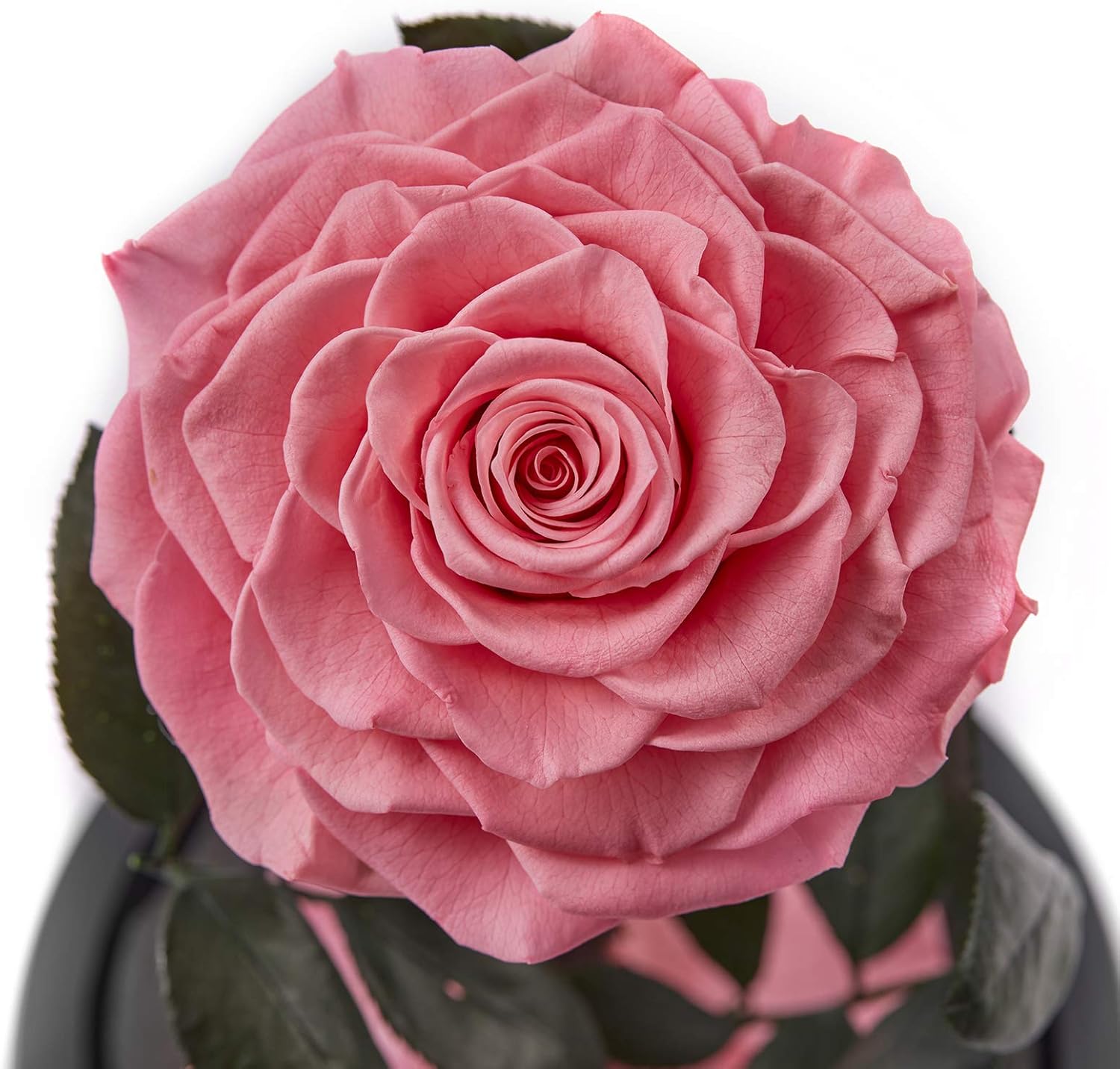 Best Review Puto Preserved Real Rose Eternal Rose in Glass Dome Gift for Her Valentine's Day Birthday Mother's Day Christmas Anniversary (Pink)