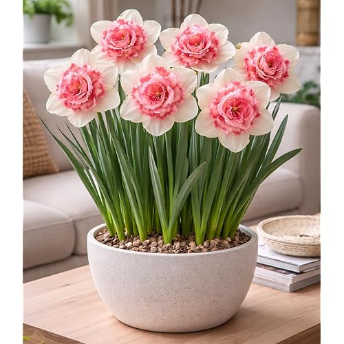 Indoor Pre-Chilled Bubble Gum Double Daffodil Bulbs for Planting - Colorful Daffodil Blooms (5 Bulbs)