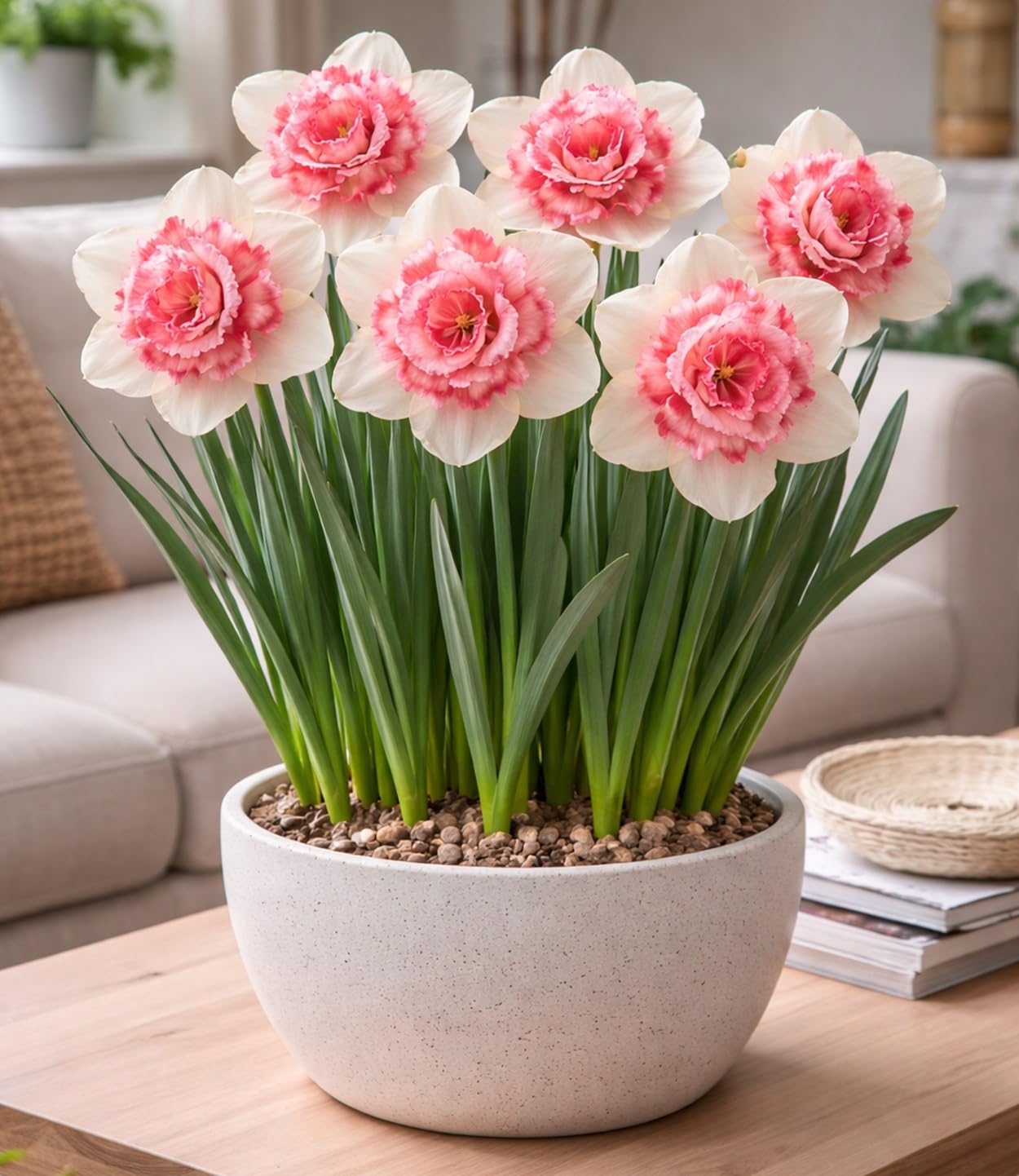 Indoor Pre-Chilled Bubble Gum Double Daffodil Bulbs for Planting - Colorful Daffodil Blooms (20 Bulbs)