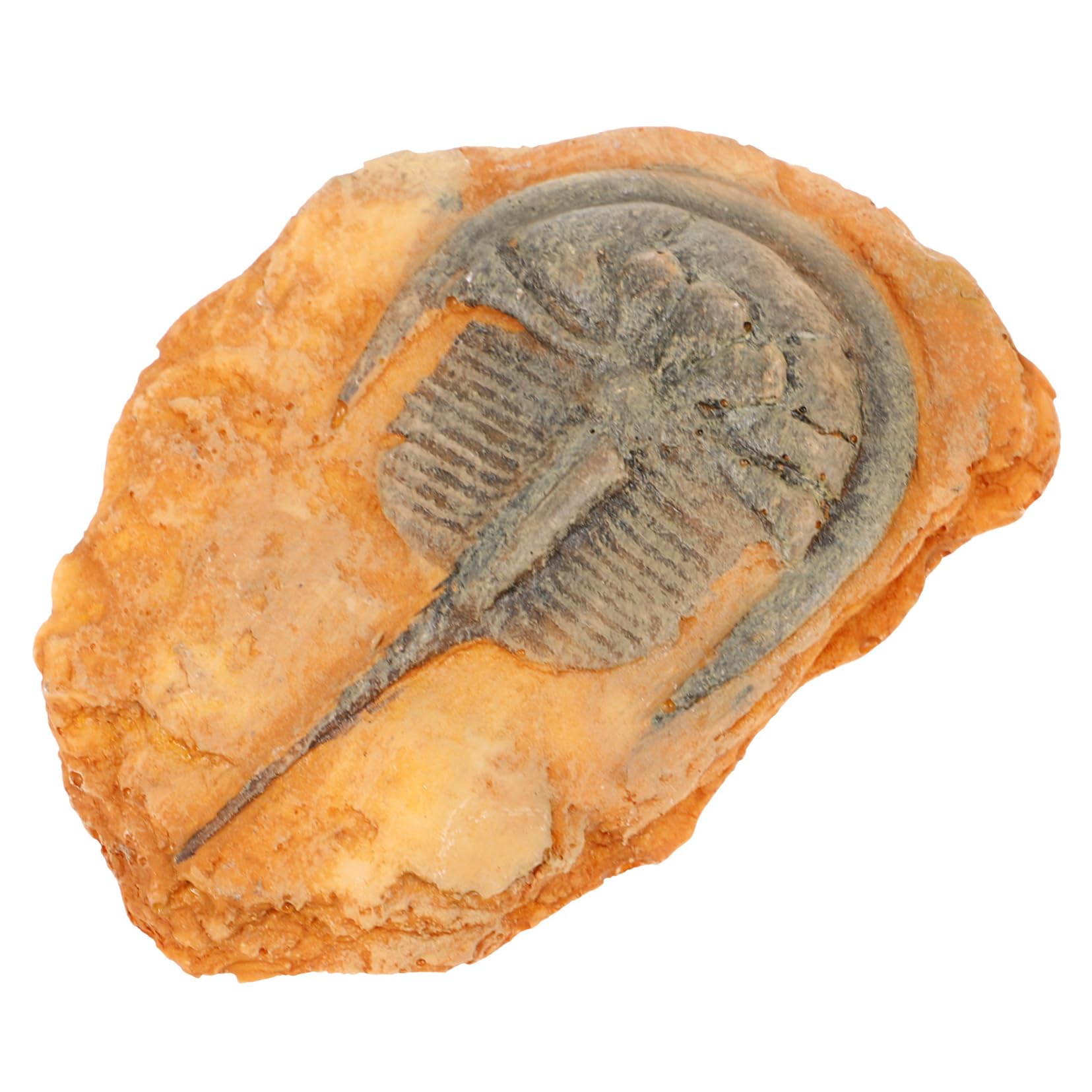 BUGUUYO Insect Paleontological Specimen Insect Ornament Paleontological Insect Teaching Insect Resin