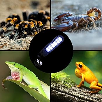 Amazon.com : REPTI ZOO LED Clip Light, 5W Day and Night LED