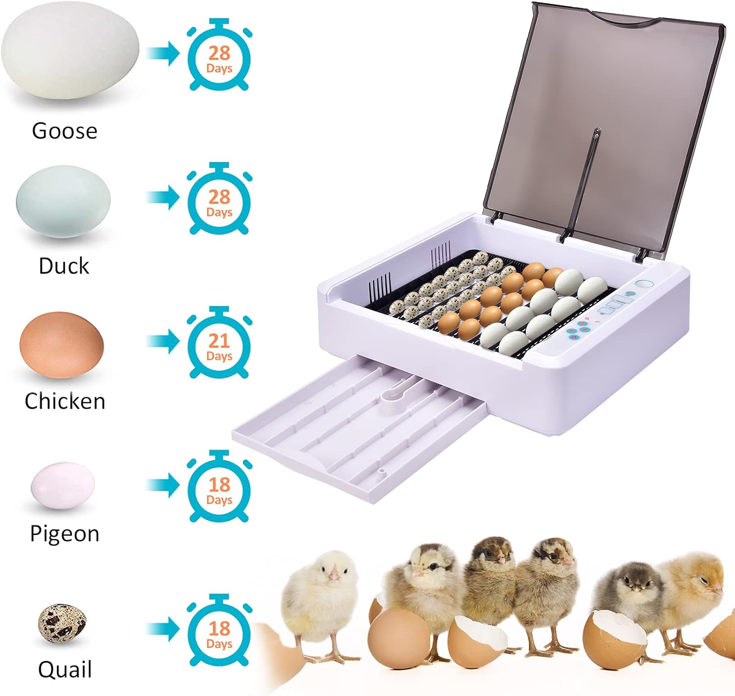 Incubation periods for different egg types