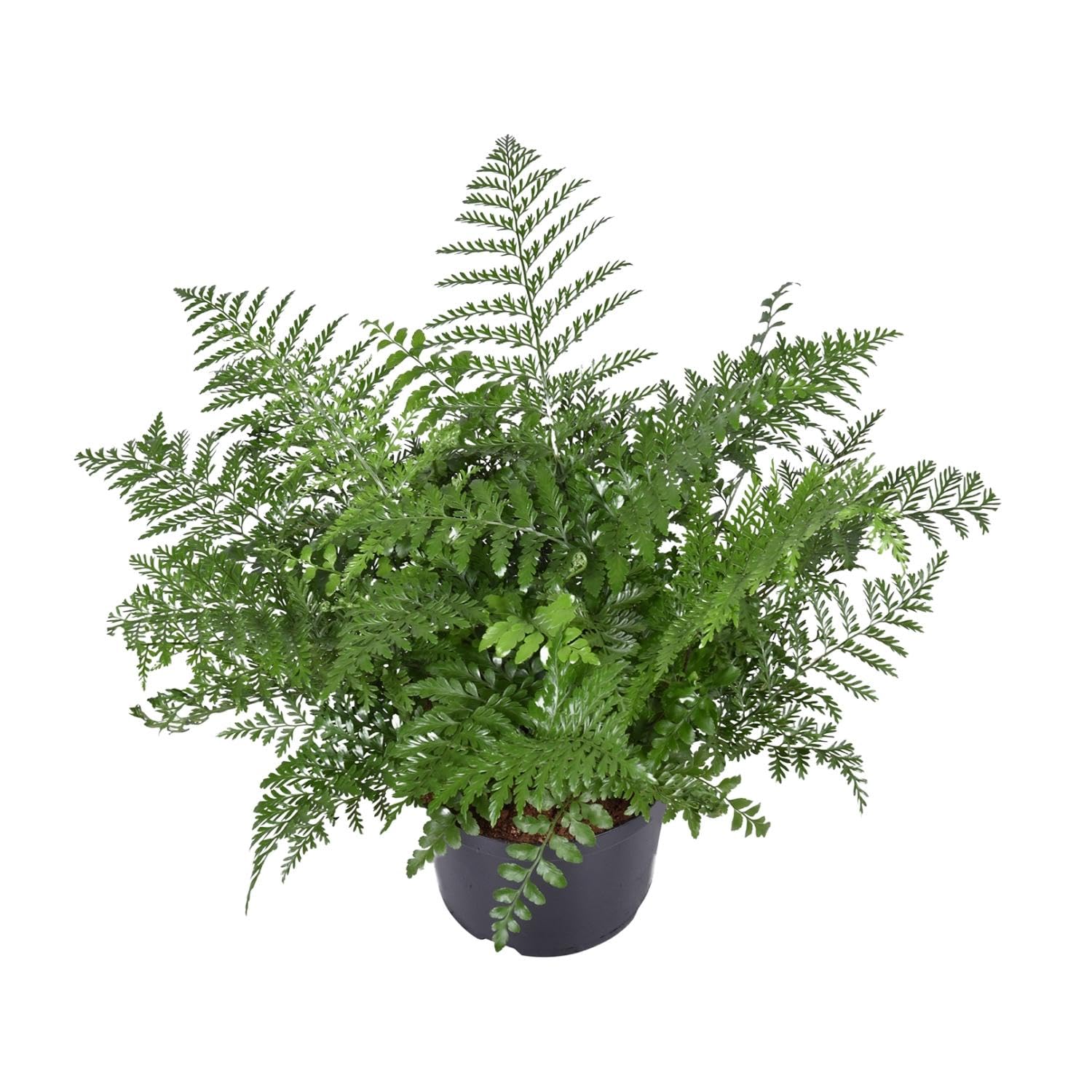 Asplenium Parvati Zimmerpflanze, Farn für Halbschatten, Grün, Ø23cm, 55cm