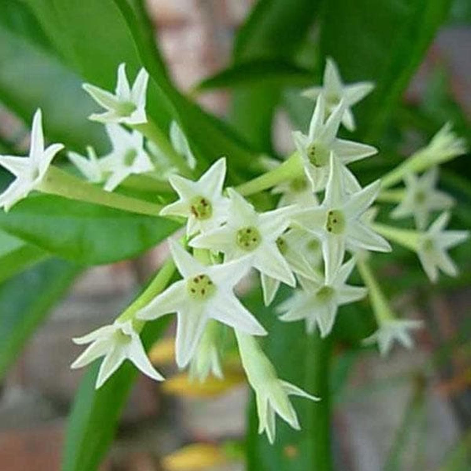 SEEDTREES Night Bloom Live Plant | Raat ki Rani | Fragrant Flower Plant | White Flower Plant | Home Garden | Balconi Plant | sweet fragrance Flower Plant | Mini Flower | Star Flower Plant (B0CYGJQF9D) Amazon Price History, Amazon Price Tracker