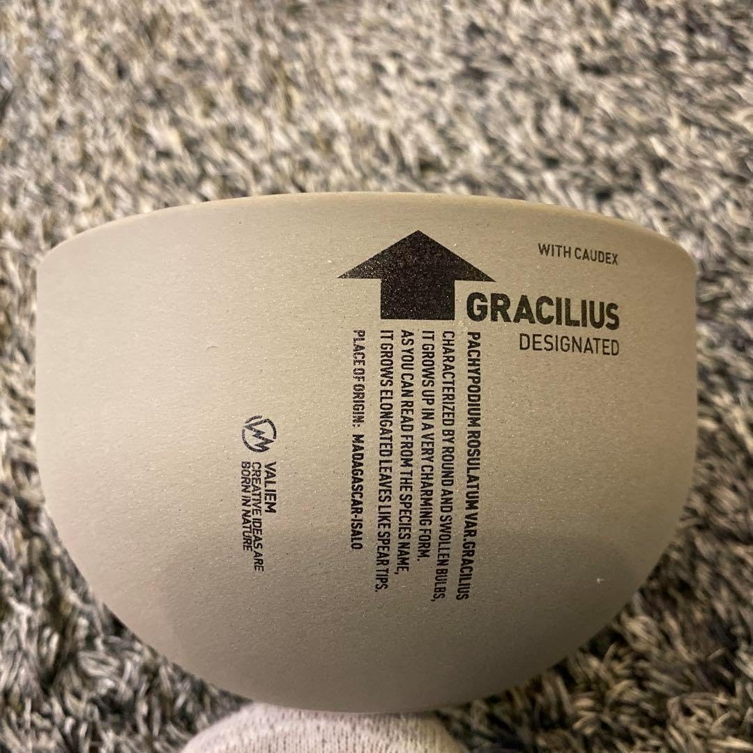 VALIEM aobouzu コラボ鉢 Amazon.co.jp: VALIEM x Aobouzu コラボ鉢