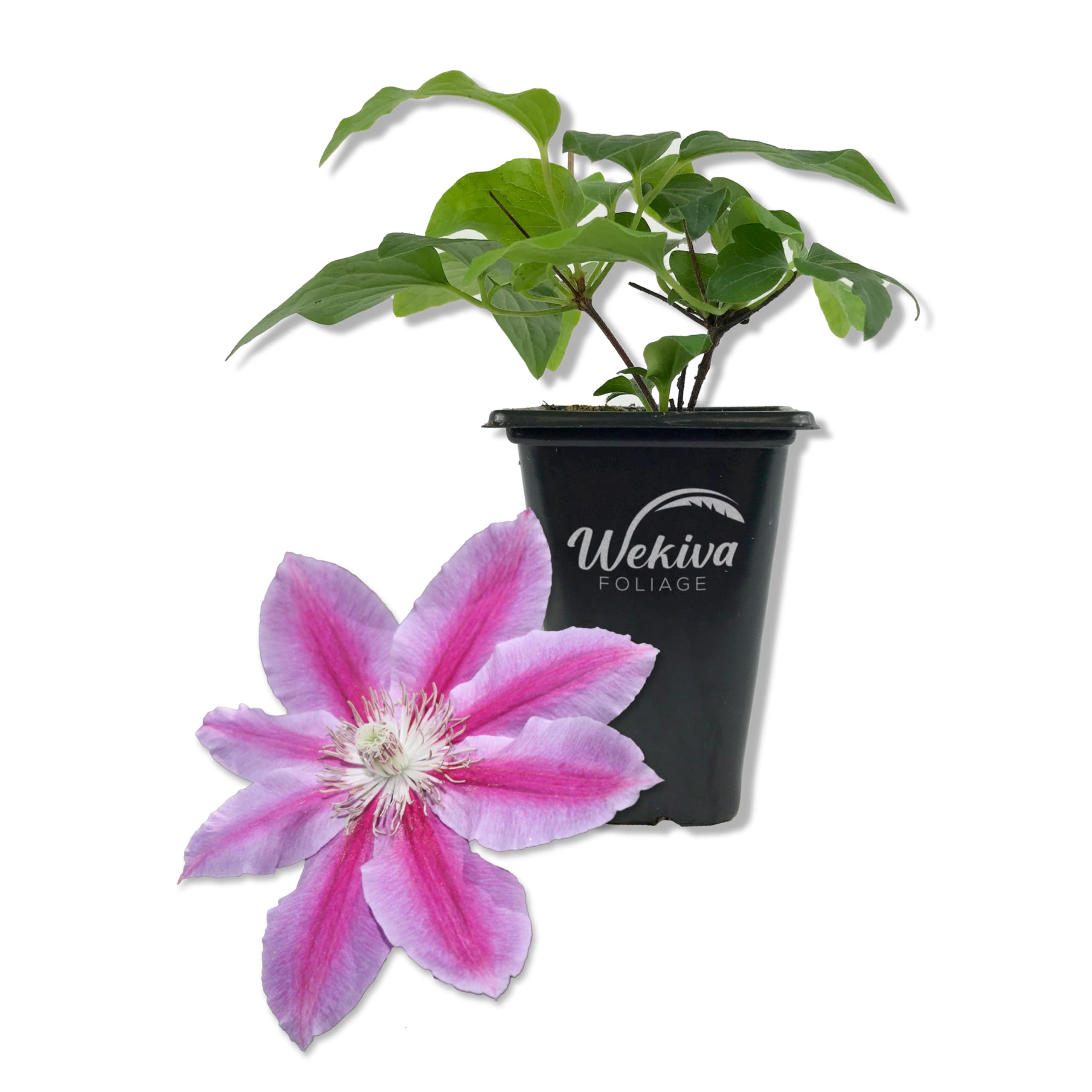 Amazon.com : Clematis Dr. Rupple - Live Starter Plant in a 2 Inch Growers  Pot - Clematis 'Dr. Rupple' - Starter Plants Ready for The Garden -  Beautiful Deep Pink Bloom Flowering