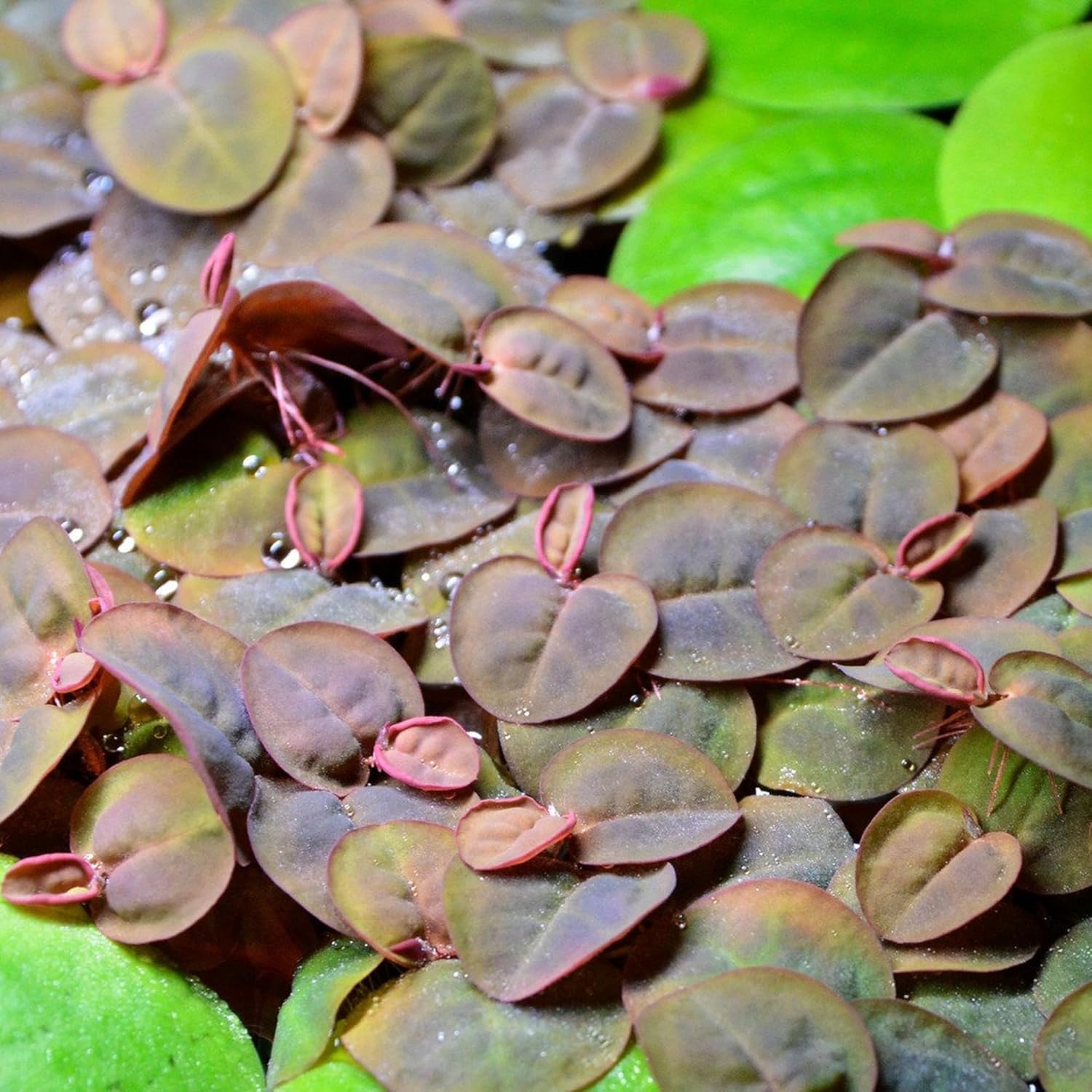 eine Portion Schwimmende Wolfsmilch/Phyllanthus fluitans, Klärpflanze Sauerstoffpflanze für Kaltwasser und Warmwasser Aquarium