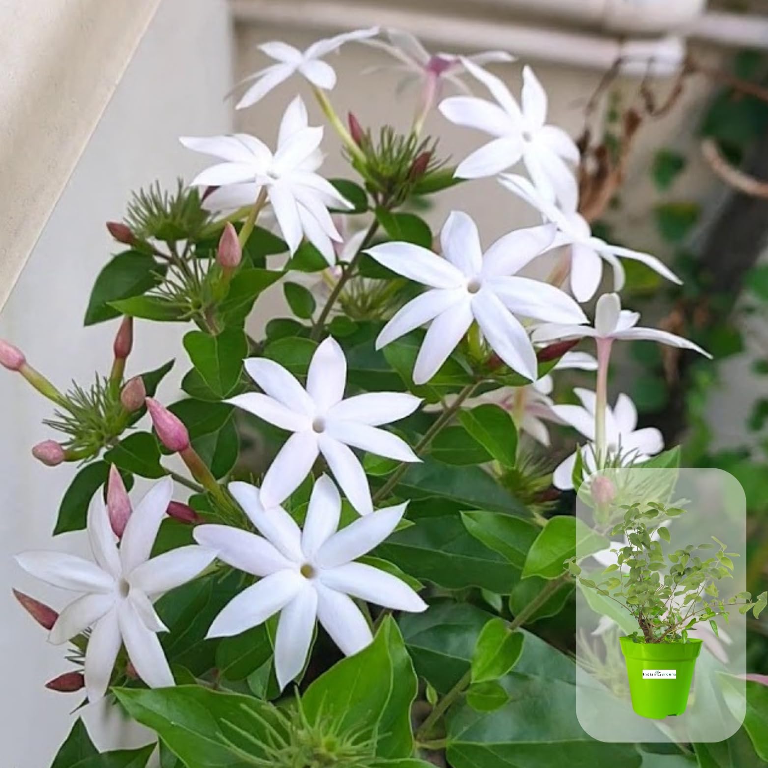 Colour Kakatan/Jasminum multiflorum live plant | Indoor & Outdoor Plant | Jasminum sambac | White Jasmine (6 inch Green)
