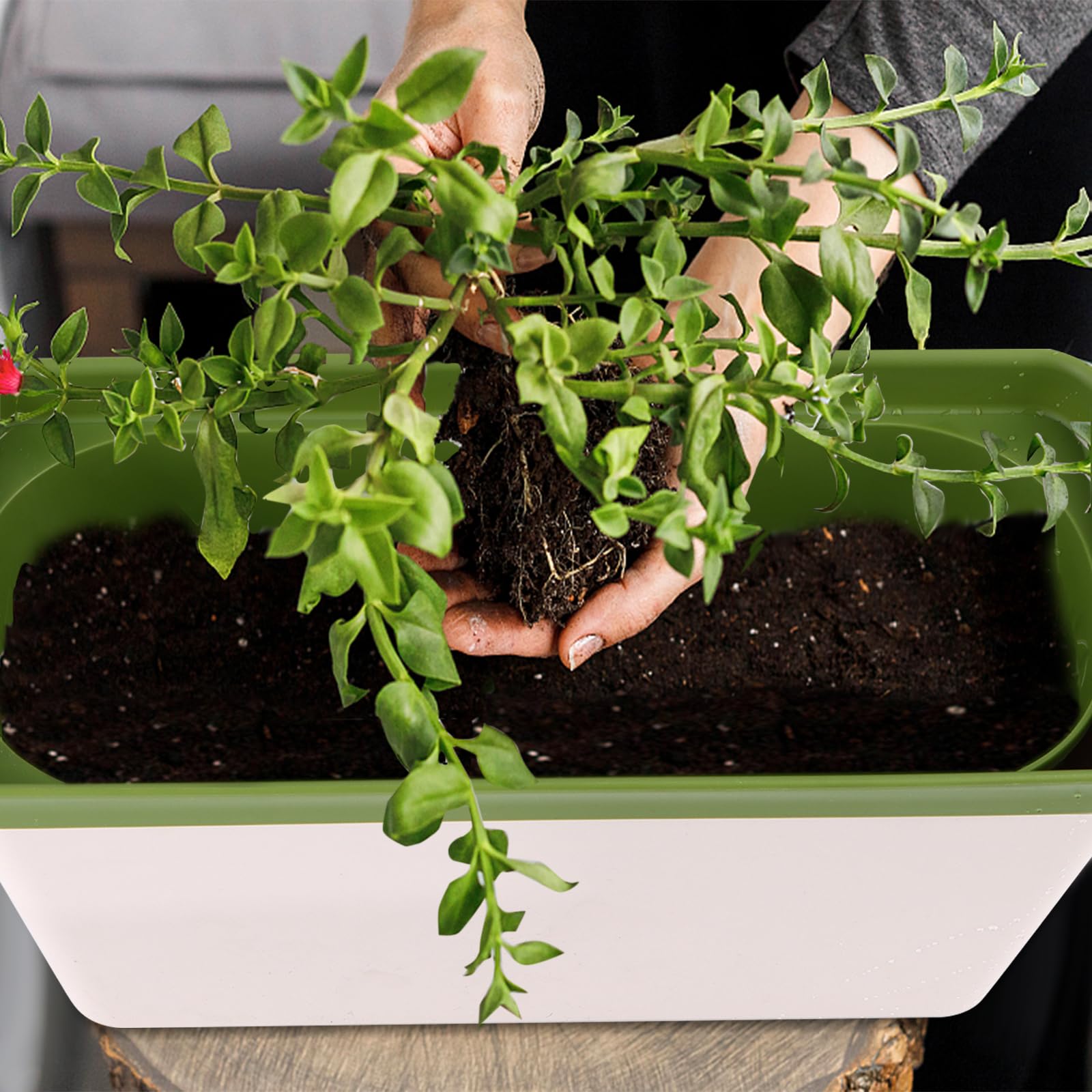 Lot de 6 jardinières d'intérieur pour rebord de fenêtre