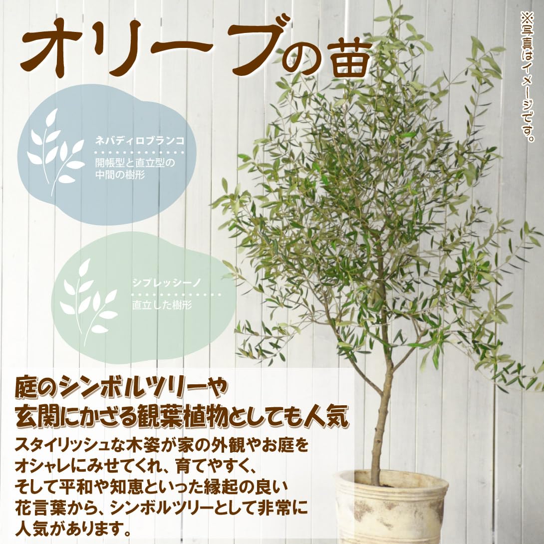 Amazon.co.jp: 有用植物苗 オリーブセット 2種2株/ 国華園 25年秋商品
