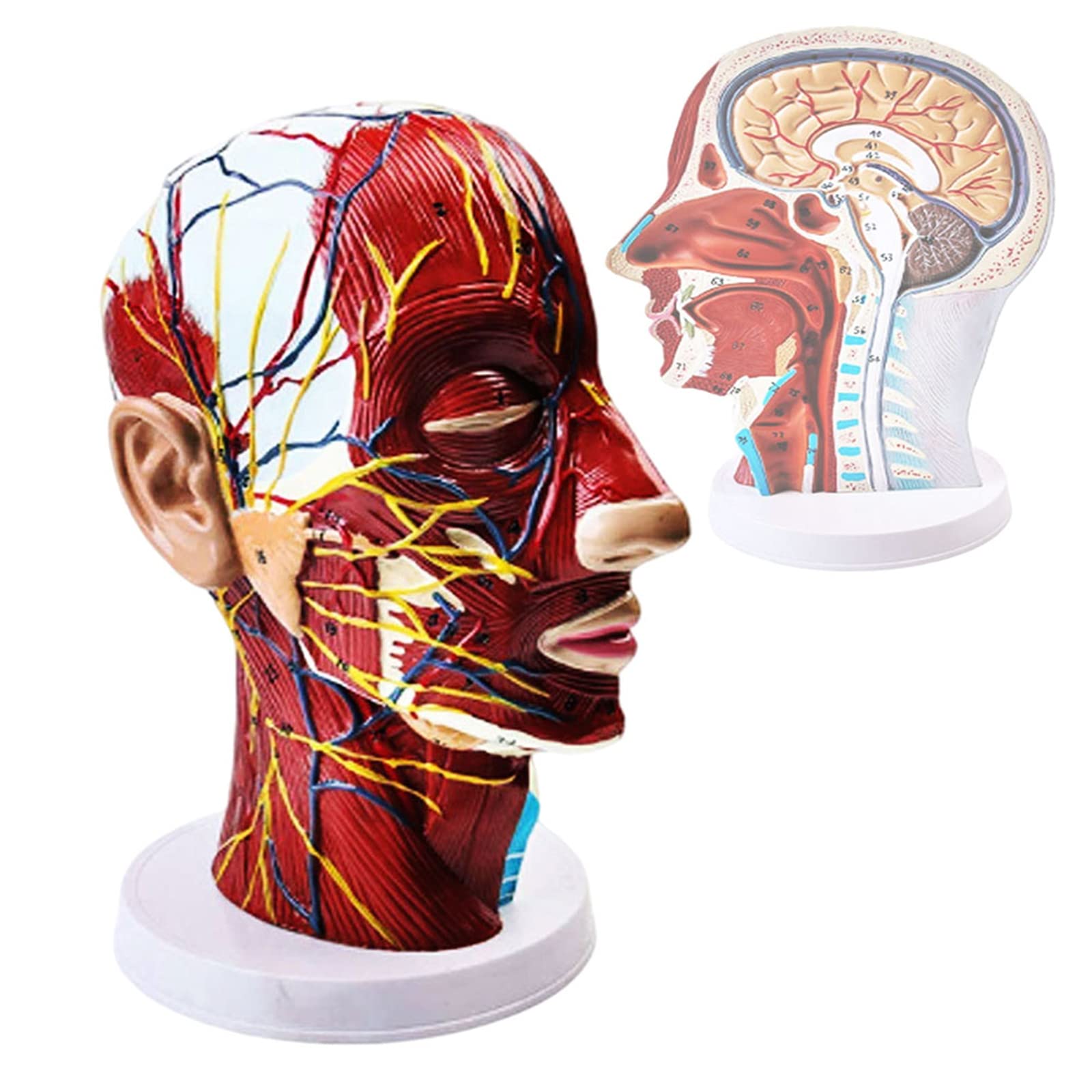 Buy Human Half Head Superficial Neurovascular Model, Anatomical Head