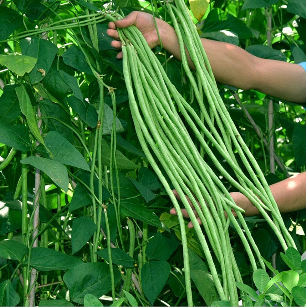 Golden Hills Farm Hybrid Yard Long Beans Vegetable 40+ seeds (B0965PM9ZT) Amazon Price History, Amazon Price Tracker