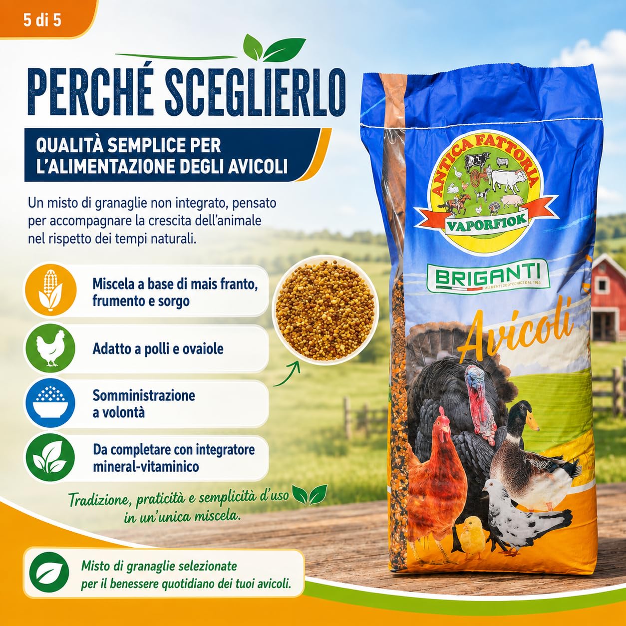 Becchime per Polli e Galline, Mais Franto, Frumento e Sorgo, 25 kg Chicco Gold ideale come alimentazione da mantenimento