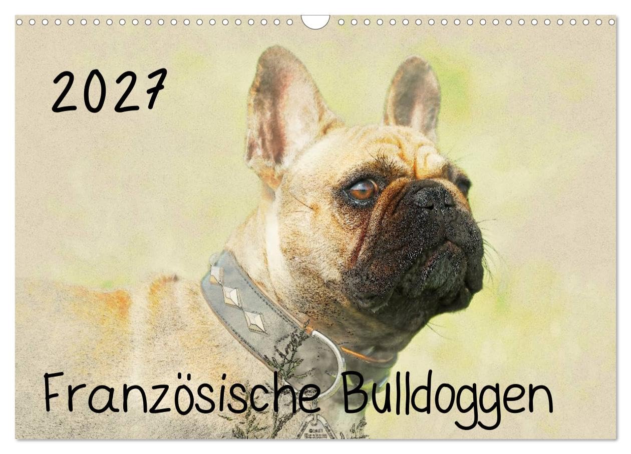 CALVENDO - Französische Bulldoggen 2027 (Wandkalender 2027 DIN A3 quer), Monatskalender: Französische Bulldoggen im kunstvollen Aquarell-Stil. Wer außergewöhnliche Bilder liebt, wird in diesem Kalende