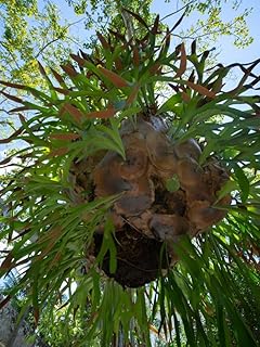 New Fresh 25pcs Staghorn Fern Plant Seeds Generic