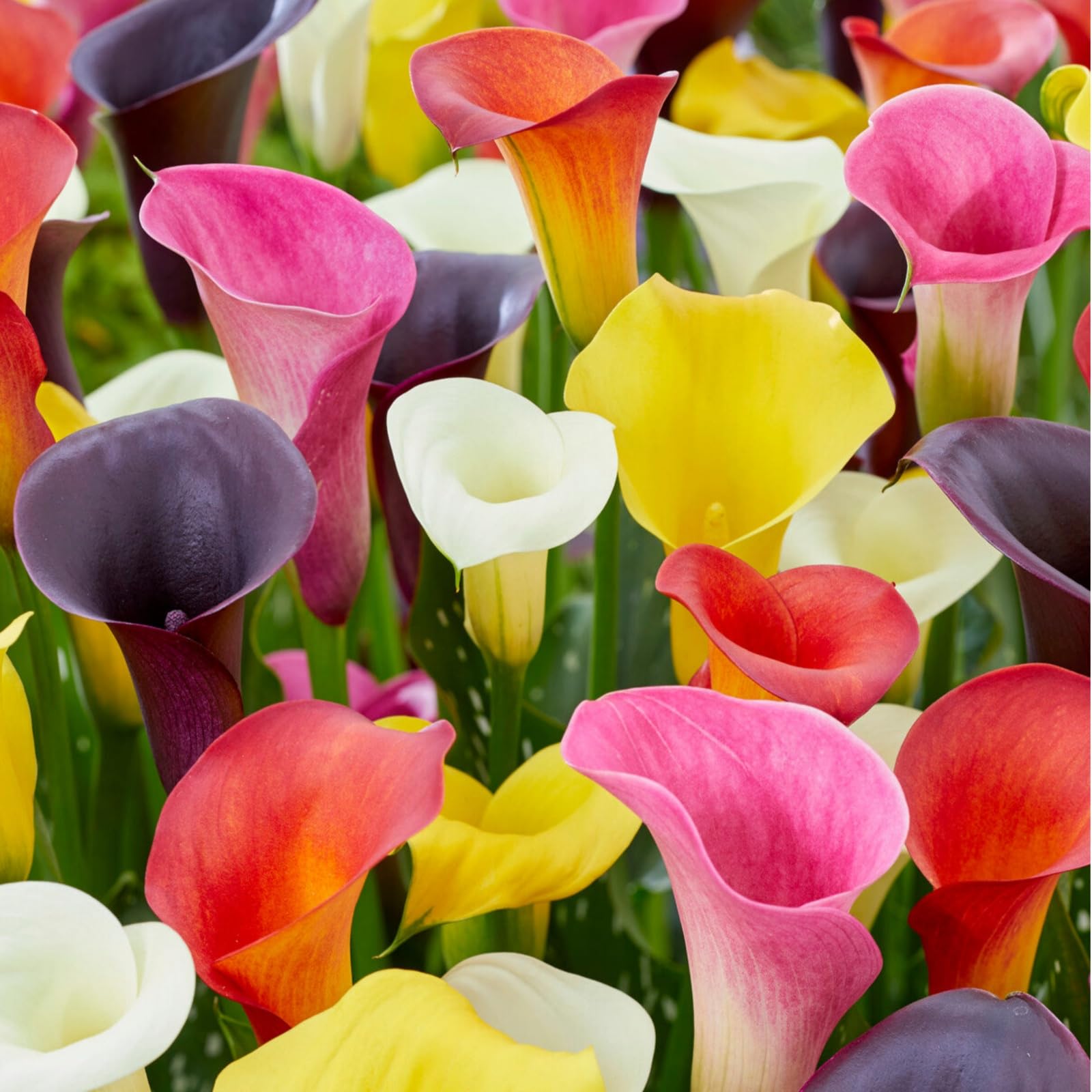 Calla Lily Bulbs.Strong Plants That Grow Well Mix Golden Jade Carving Feels Beautiful-4 Bulbs-A