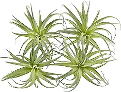 KMOATIM Plantas de ar artificiais falsas Tillandsia que parecem reais, pacote com 4 bromélias falsas para decoração de casa, caules realistas para exibição (médio)