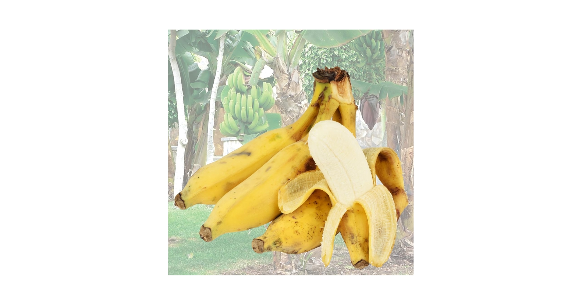 71YTBGVAZQL.jpg_BO30,255,255,